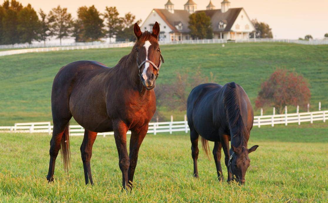 Exploring Red Light Therapy For Horses - A Shocking Result That Merits Another Look - Rouge Care